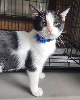 Rescue Domestic Short Hair Cats for Adoption in Albemarle, North Carolina - Jazzie | PetCurious