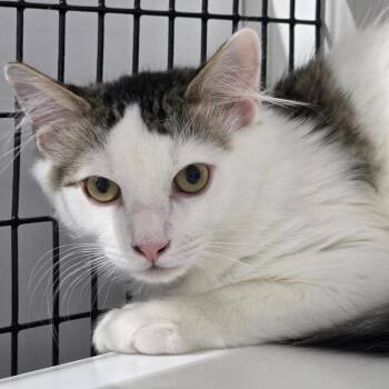 Nico -  Domestic Medium Hair Cat for Adoption in Trenton, New Jersey - Nico | PetCurious