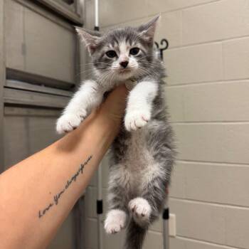 Kalispell -  Domestic Short Hair Cat for Adoption in Bristol, Indiana - Kalispell | PetCurious