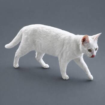 Domestic Long Hair Cats Available for Adoption in Fort Myers, Florida - Snow And Neve | PetCurious
