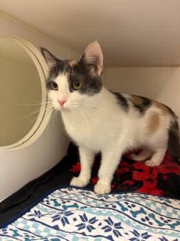 Bubbles (Summit) -  Domestic Short Hair Cat for Adoption in Johnson City, Tennessee - Bubbles (Summit) | PetCurious