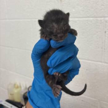 Galaxy G3 -  Domestic Short Hair Cat for Adoption in Edinburg, Texas - Galaxy G3 | PetCurious
