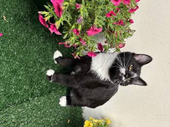Stu -  Domestic Short Hair Cat Available for Adoption in Effingham, Illinois - Stu | PetCurious