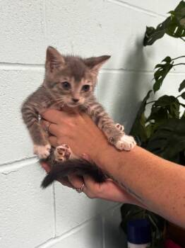Domestic Short Hair Cats Available for Adoption in Rockport, Texas - Pansy | PetCurious