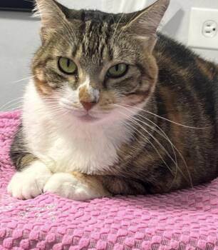 MAGGIE - calm and sweet -  Calico and Tortoiseshell Cat for Adoption - MAGGIE - Calm And Sweet | PetCurious