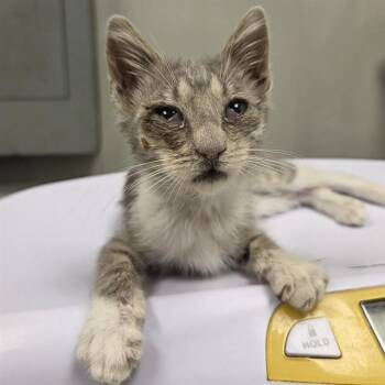 HAZE -  Domestic Short Hair Cat for Adoption in Ontario, California - HAZE | PetCurious