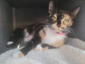 Domestic Short Hair Cats Available for Adoption in Angola, Indiana - Temperance | PetCurious