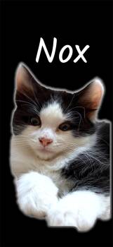 Nox -  Domestic Short Hair Cat for Adoption in Auburn, California - Nox | PetCurious