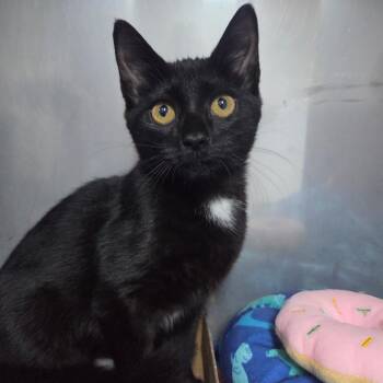 Justine -  Domestic Short Hair Cat for Adoption in Marble, North Carolina - Justine | PetCurious