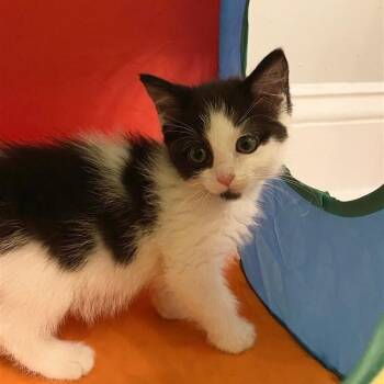 Rescue Domestic Short Hair Cats for Adoption in Fairfax, Virginia - Little Beauties- Cynthy | PetCurious
