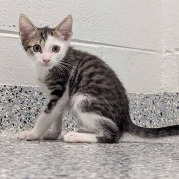 Avalanche -  Domestic Short Hair Cat for Adoption in Dayton, Ohio - Avalanche | PetCurious