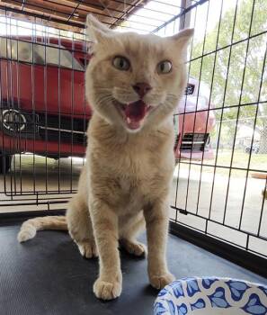 A819988 -  Domestic Short Hair Cat for Adoption in San Antonio, Texas - A819988 | PetCurious