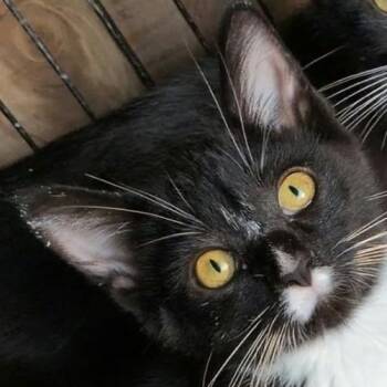 Rhapsody -  Domestic Short Hair Cat for Adoption in Carmel, Indiana - Rhapsody | PetCurious