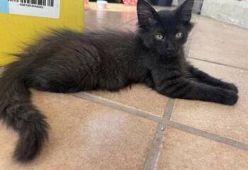 Khal Drogo -  Domestic Medium Hair and Domestic Short Hair Cat for Adoption in Hobart, Indiana - Khal Drogo | PetCurious