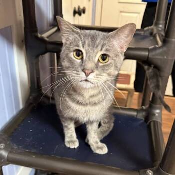 Rescue Tabby Cats for Adoption in Capshaw, Alabama - BUCK | PetCurious