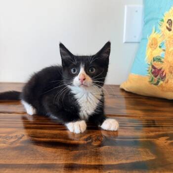 Jukes -  Domestic Short Hair Cat for Adoption in Bellmawr, New Jersey - Jukes | PetCurious