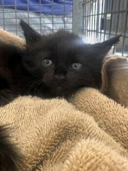 Flappy Wings -  Domestic Medium Hair and Domestic Short Hair Cat for Adoption in Baton Rouge, Louisiana - Flappy Wings | PetCurious