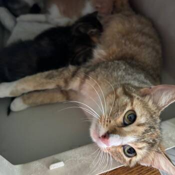 Bacardi GHA1 -  Domestic Short Hair Cat for Adoption in Columbia, Missouri - Bacardi GHA1 | PetCurious
