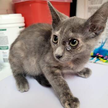 Taboree -  Domestic Short Hair Cat for Adoption in Belfair, Washington - Taboree | PetCurious