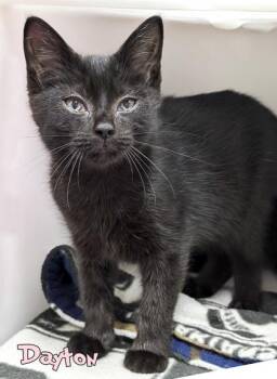 Dayton -  Domestic Short Hair Cat for Adoption in Mason, Michigan - Dayton | PetCurious