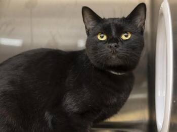 Domestic Short Hair Cats Available for Adoption in Phoenix, Arizona - MEL | PetCurious