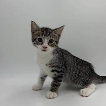 Wilmer -  Domestic Short Hair Cat for Adoption in State College, Pennsylvania - Wilmer | PetCurious
