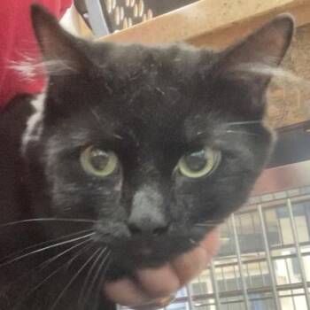 Jasper -  Domestic Long Hair and Domestic Short Hair Cat for Adoption in Cincinnati, Ohio - Jasper | PetCurious
