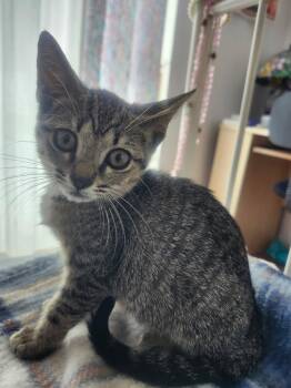 Luna -  Tabby Cat for Adoption in Orlando, Florida - Luna | PetCurious