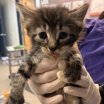 Babe -  Domestic Short Hair Cat for Adoption in Newark, New Jersey - Babe | PetCurious