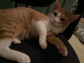 Rescue Domestic Short Hair Cats for Adoption in Youngsville, North Carolina - Sundance25 | PetCurious