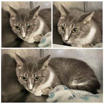 Cilly -  Domestic Short Hair Cat for Adoption in Dublin, Virginia - Cilly | PetCurious