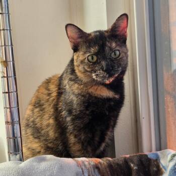 Rescue Domestic Short Hair Cats for Adoption in Spencer, Iowa - Charlotte | PetCurious