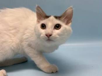 Bart -  Domestic Short Hair Cat for Adoption in Minneapolis, Minnesota - Bart | PetCurious