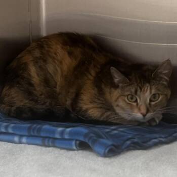 Sweet and Sour Meatball -  Domestic Short Hair Cat for Adoption in Burlington, Ontario - Sweet And Sour Meatball | PetCurious