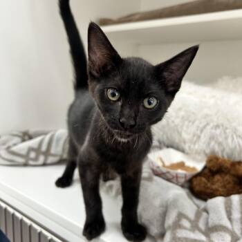 Soap -  Domestic Short Hair Cat for Adoption in Ojai, California - Soap | PetCurious