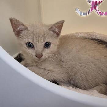 Tiger -  Domestic Short Hair Cat for Adoption in Oshkosh, Wisconsin - Tiger | PetCurious
