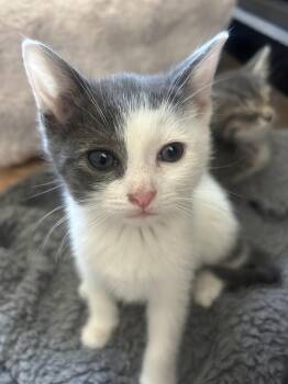 Domestic Short Hair Cats Available for Adoption in Columbia, Maryland - Willow | PetCurious