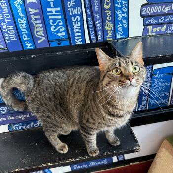 Rescue Domestic Short Hair Cats for Adoption in Los Angeles, California - Kylo | PetCurious