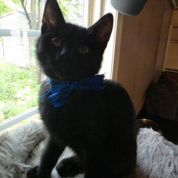 Ralph -  Domestic Short Hair Cat for Adoption in Harrisonburg, Virginia - Ralph | PetCurious