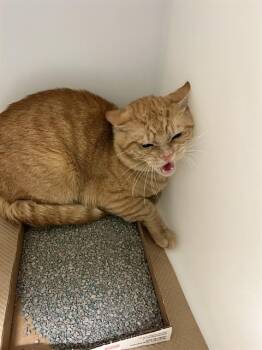 Domestic Short Hair Cats Available for Adoption in Palmetto, Florida - A135359 | PetCurious