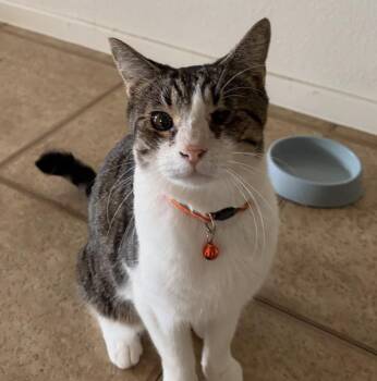 Rescue Tabby Cats for Adoption in Aiea, Hawaii - Crimson | PetCurious