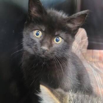Domestic Short Hair Cats Available for Adoption in Memphis, Tennessee - Pip | PetCurious