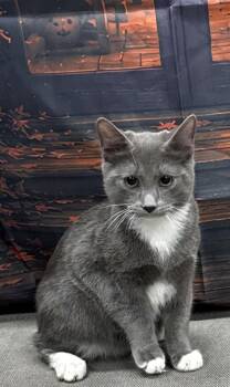 Whiskers -  Russian Blue Cat for Adoption in Campbellsville, Kentucky - Whiskers | PetCurious