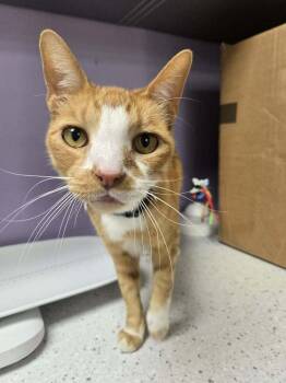 Benson Boone -  Domestic Short Hair Cat Available for Adoption in Tucson, Arizona - Benson Boone | PetCurious