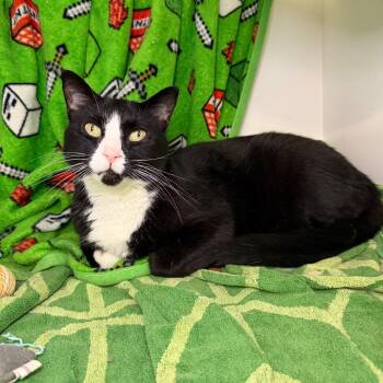 Buddy -  Domestic Short Hair Cat for Adoption in Council Bluffs, Iowa - Buddy | PetCurious