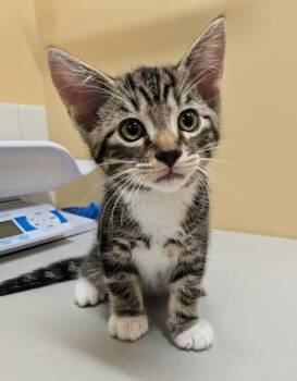 Hickory -  Domestic Short Hair Cat Available for Adoption in Sechelt, British Columbia - Hickory | PetCurious