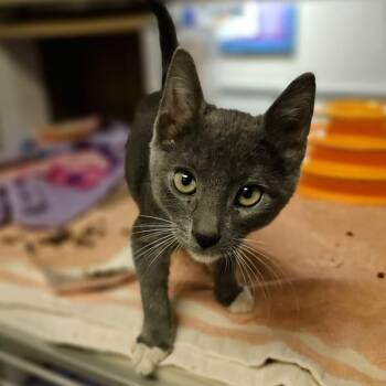 Rory -  Domestic Short Hair Cat for Adoption in Oakland, California - Rory | PetCurious