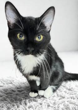 Rescue Domestic Short Hair and Tuxedo Cats for Adoption in Mesa, Arizona - Felix | PetCurious