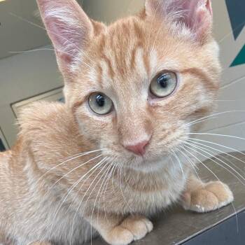 Marshall -  Domestic Short Hair Cat for Adoption in Carencro, Louisiana - Marshall | PetCurious