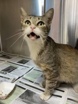A253659 -  Domestic Short Hair Cat Available for Adoption in Visalia, California - A253659 | PetCurious